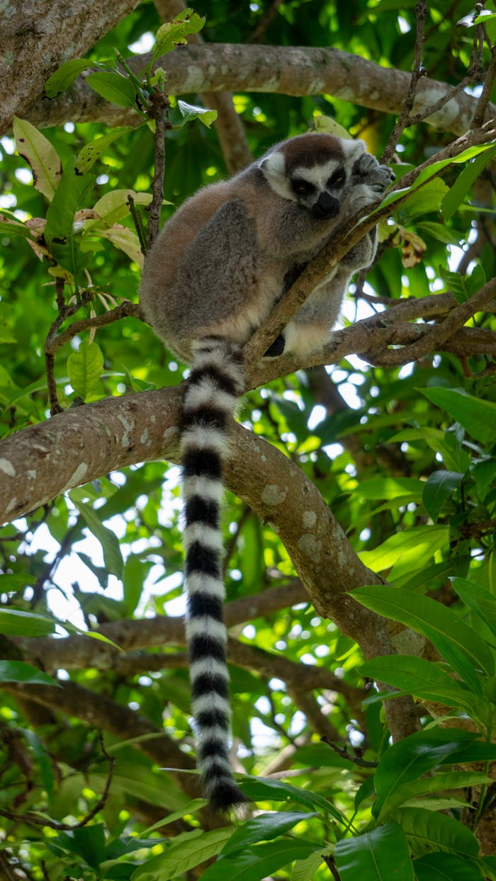 portfolio-03 A ring-tailed lemur perched on a tree branch in a lush tropical rainforest.