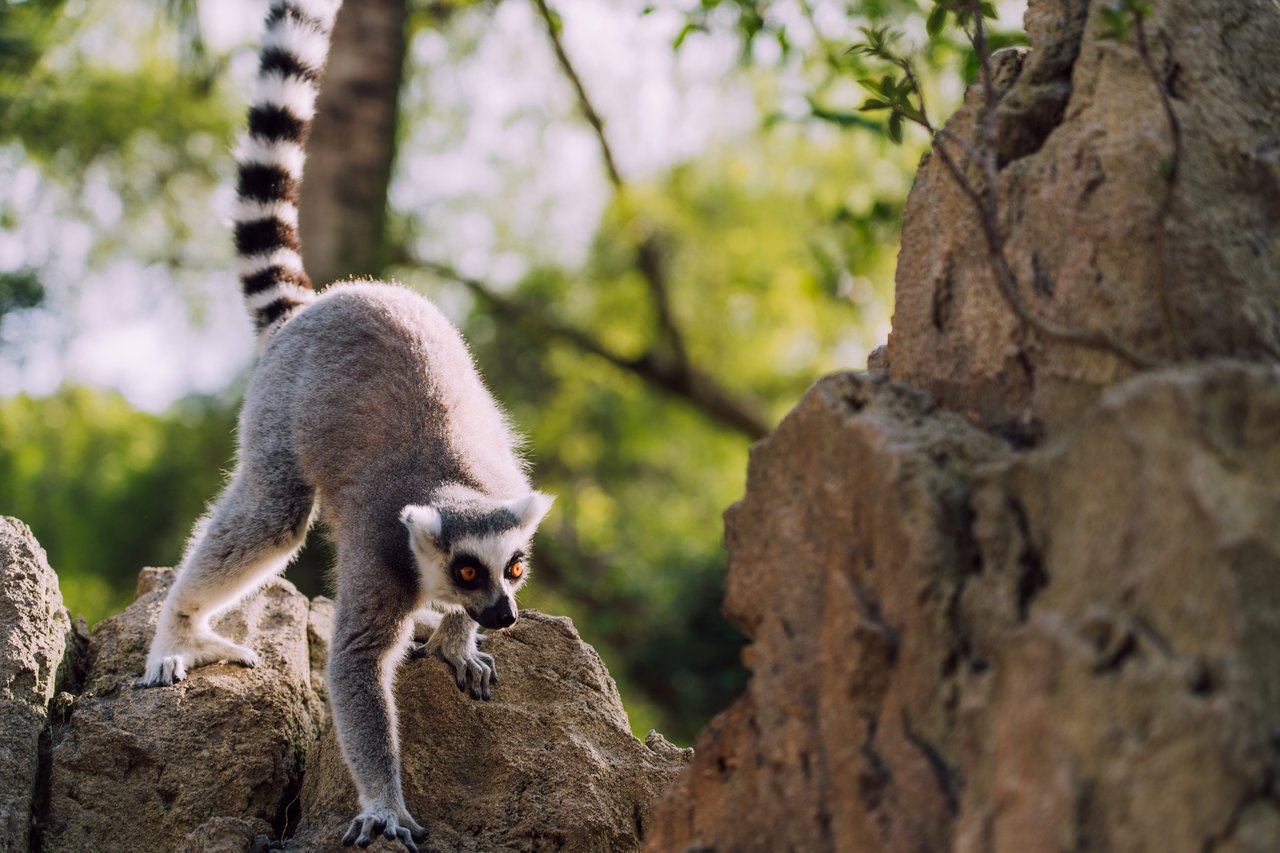 portfolio-05 A ring-tailed lemur exploring rocks in a lush natural habitat with sunlight filtering through trees.