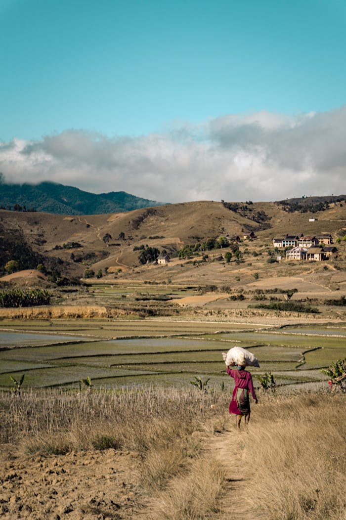 creative-approach-img A farmer carrying hay walks through rural Madagascar with rice paddies and hills in the background.