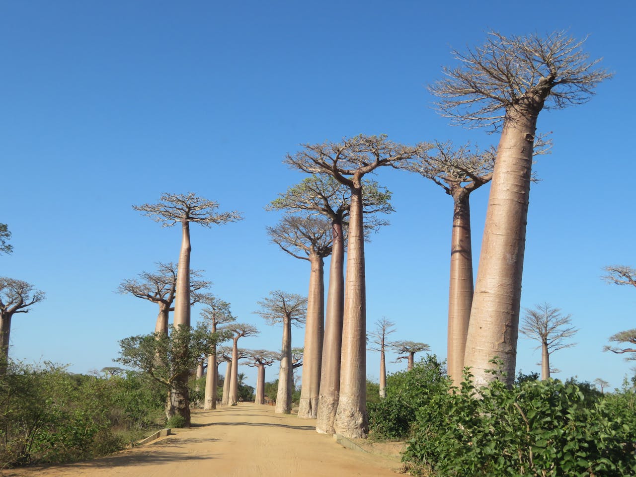 Stunning view of towering baobab trees framing a sandy road under a clear blue sky in Madagascar.