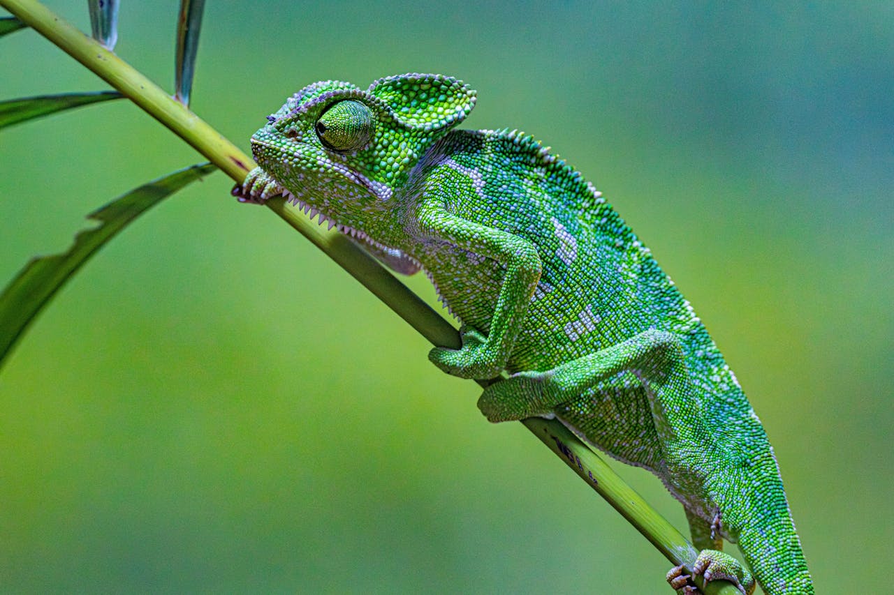 our-mission Colorful chameleon balancing on a branch against a lush green background.