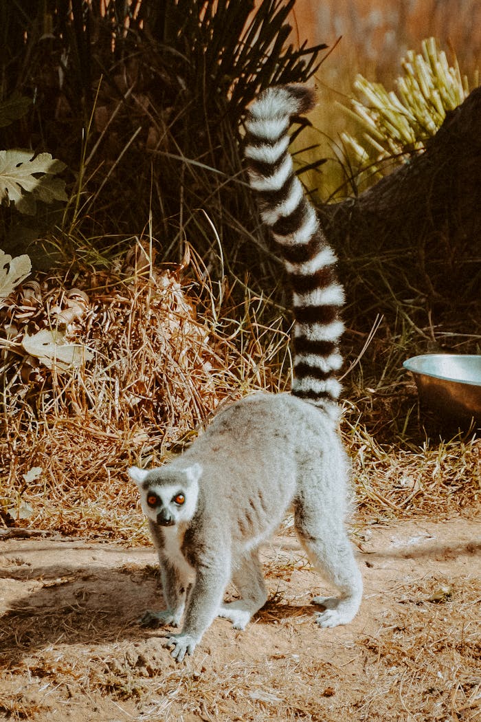 portfolio-02 A ring-tailed lemur stands alert in its natural habitat, showcasing its distinct features.