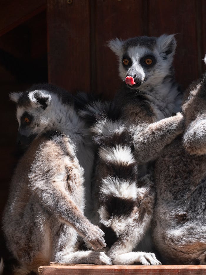 core-values Group of adorable ring-tailed lemurs (Lemur catta) in a wildlife sanctuary.