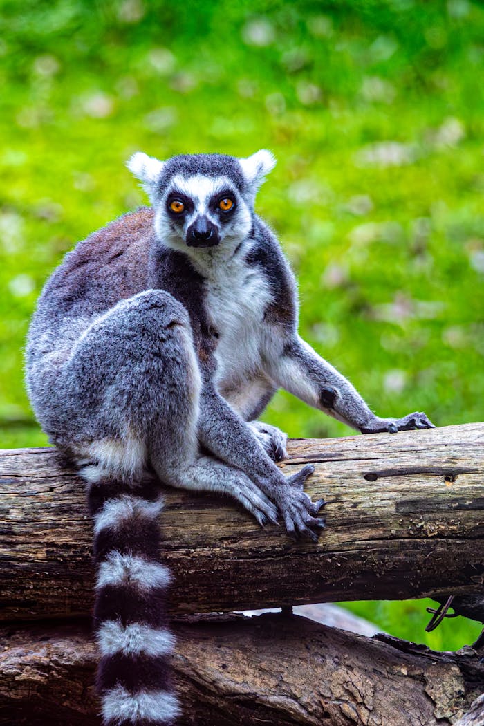 about-img Captivating close-up of a ring-tailed lemur perched on a log surrounded by lush green grass.