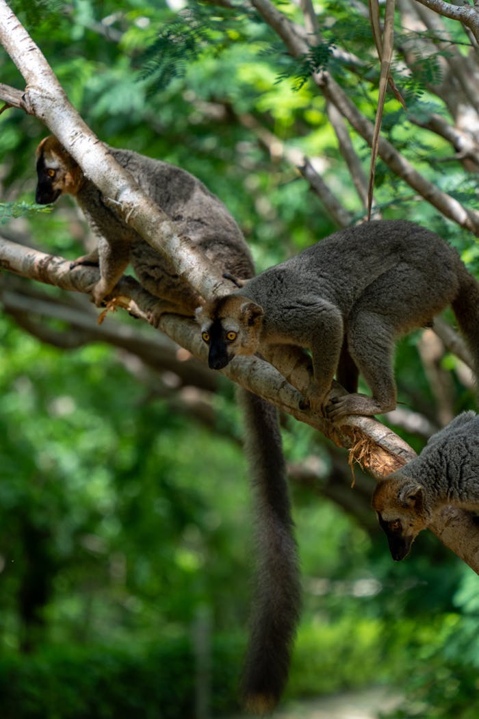 stats-img Three brown lemurs sitting on a tree branch in a lush green forest.
