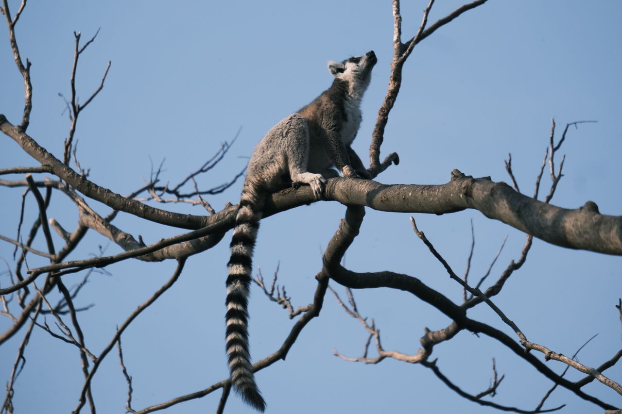 portfolio-04 A ring-tailed lemur perched on a tree branch against a clear blue sky.