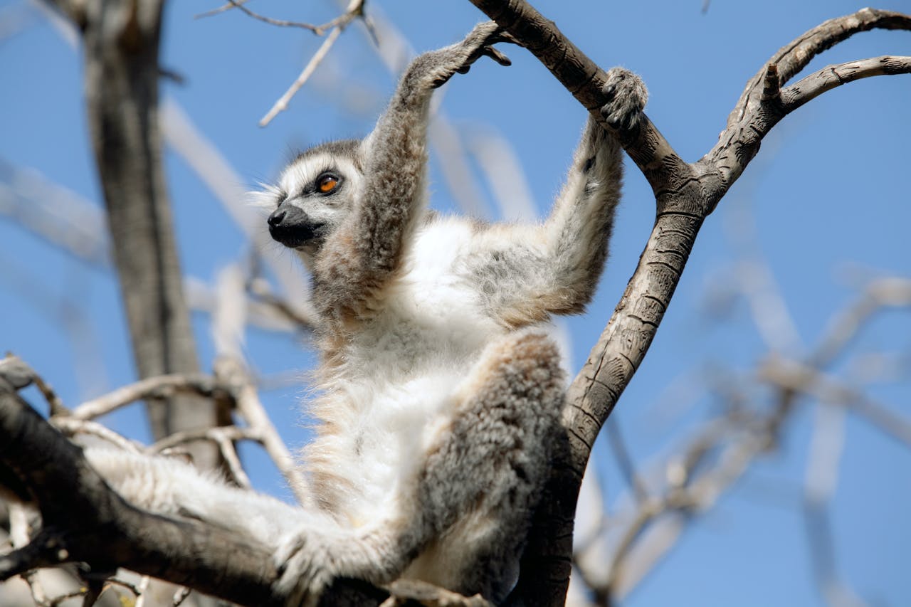 Close-up of a ring-tailed lemur relaxing in a tree in the wild.